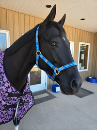 PLAID STRIPE NYLON HALTER
