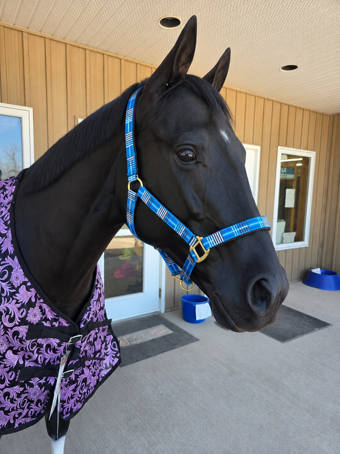 PLAID STRIPE NYLON HALTER