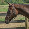 HDR STRESS FREE HALTER WITH FANCY STITCHING