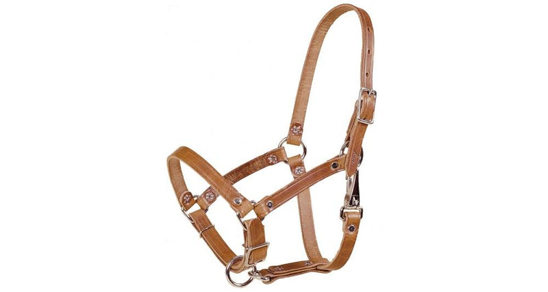 TORY LEATHER RIVETED FOAL HALTER - HARNESS LEATHER