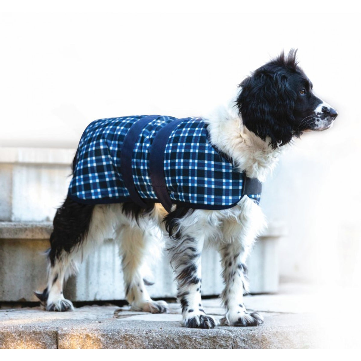 CENTURY TIGER DOG COAT - Navy/Green/White Plaid