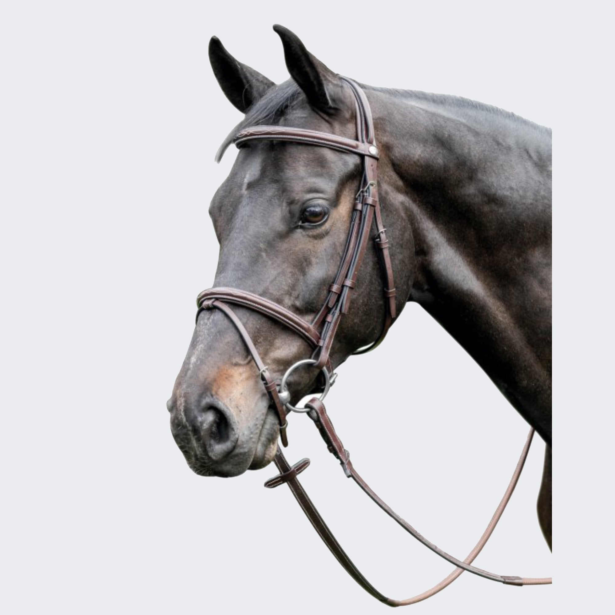 PRESTIGE BRIGLIA SALTO RAISED BRIDLE - TABACCO COB