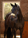 LEMIUEX SIMUWOOL HEADCOLLAR SET