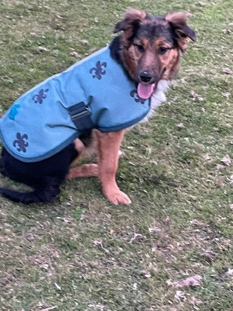 Orican Dog Coat Crests - 18" - Clearance