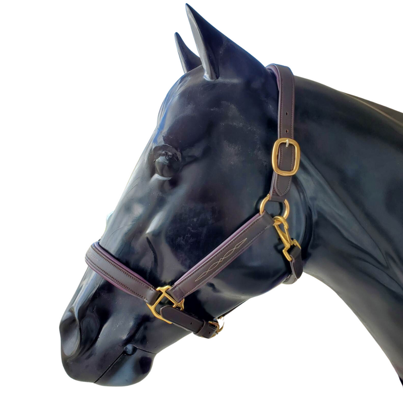 LEATHER HALTER WITH COLOURED PADDING - HORSE
