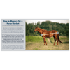 GOLIATH 600D PONY RAIN SHEET - STRIPES N/T/T