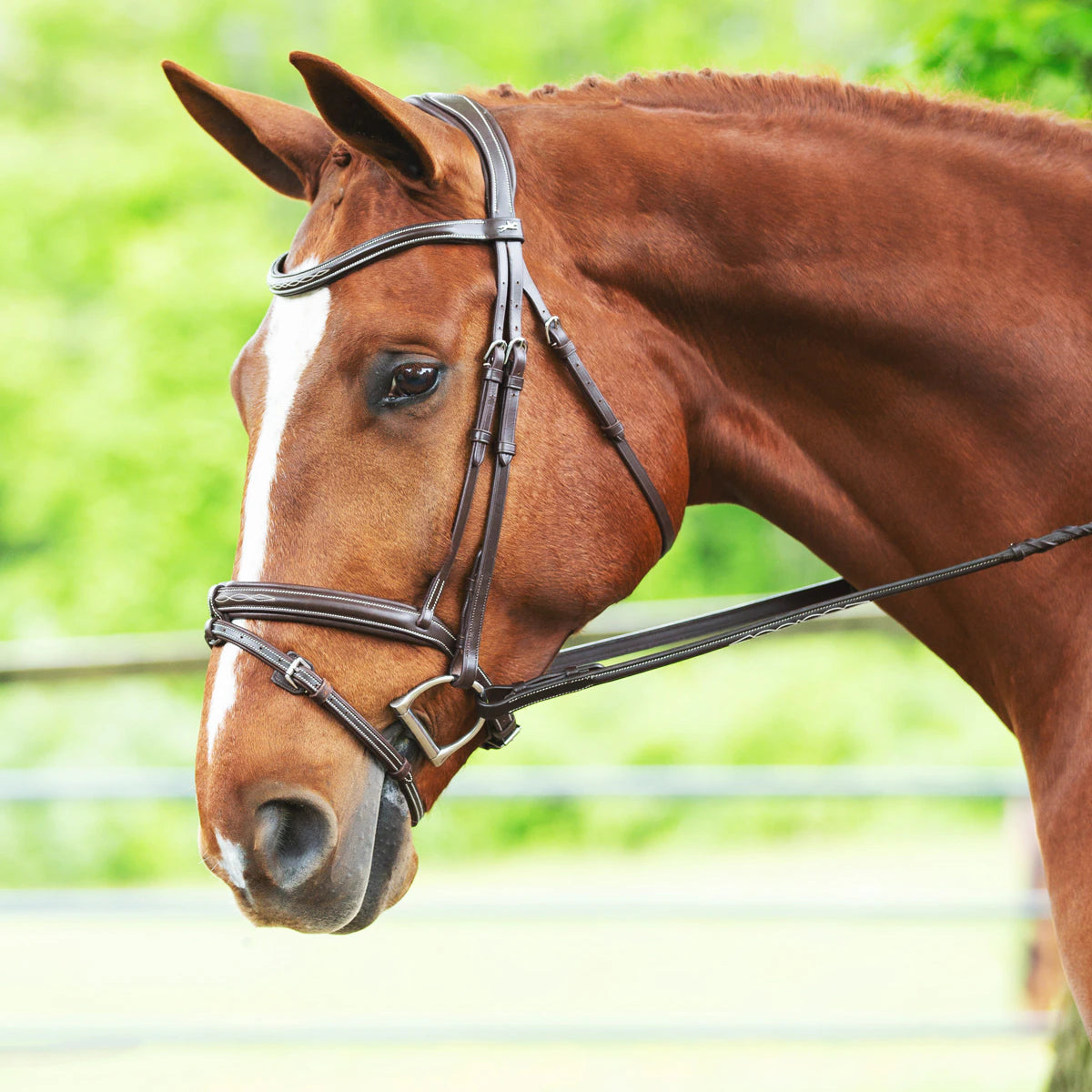 SCHOCKEMOHLE TOKYO BRIDLE - COB ESPRESSO