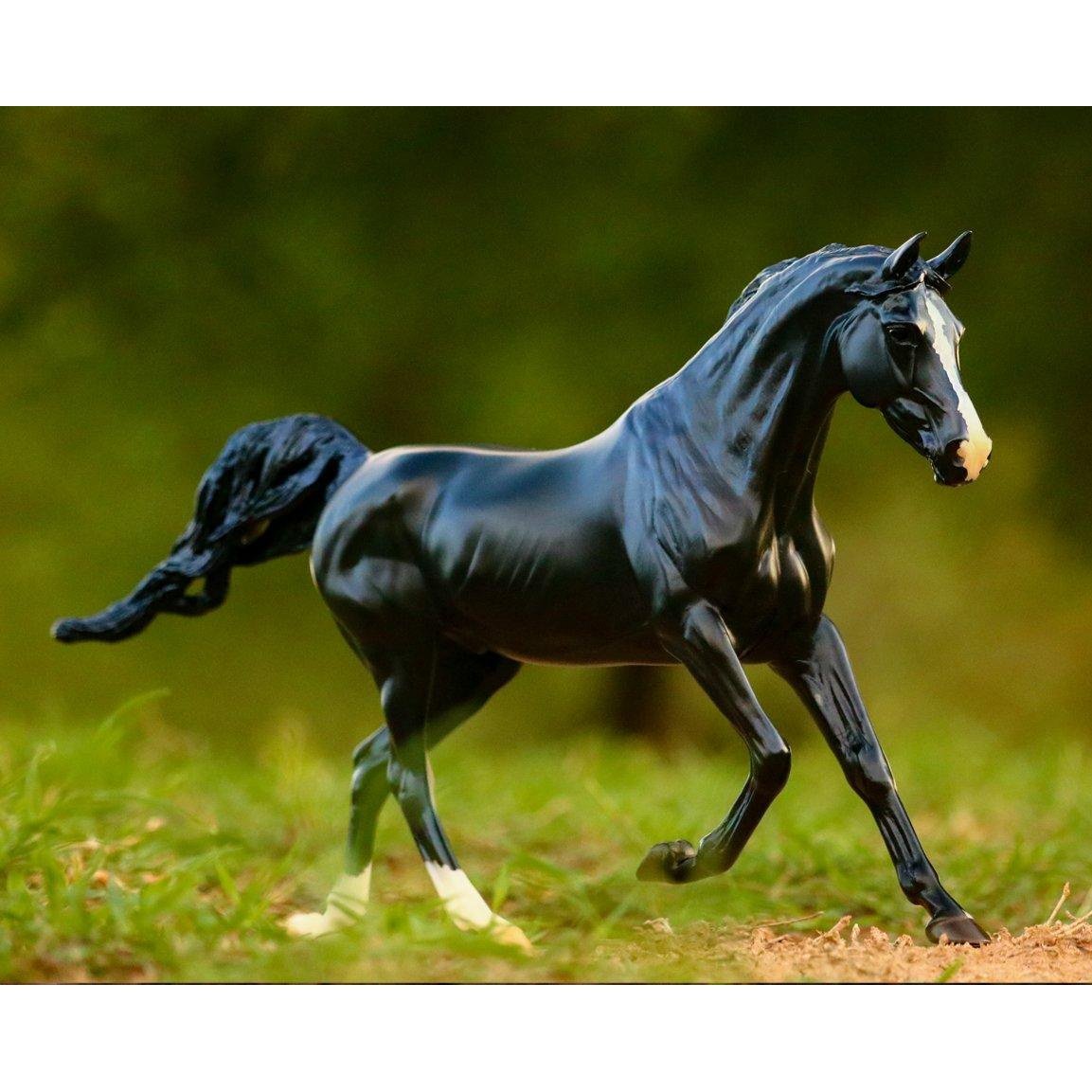 BREYER KB OMEGA FAHIM