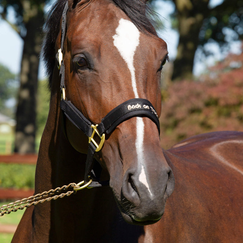 BACK ON TRACK WERANO HALTER