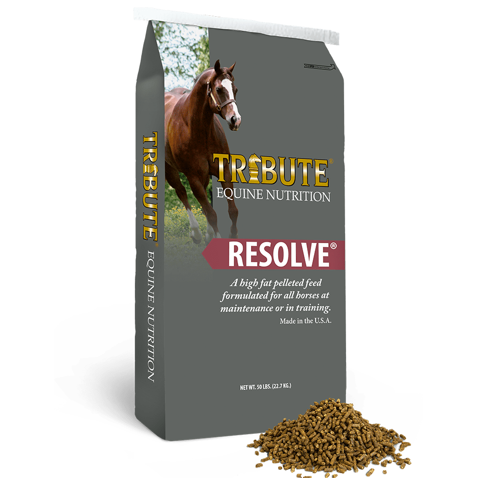 Tribute Resolve Grey