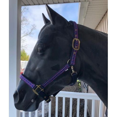 Horse Plaid Halter